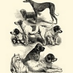 International Show Dogs, 1863 II