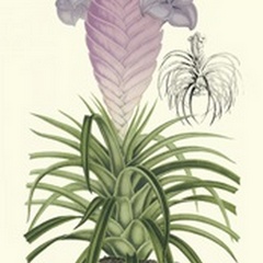 Lavender Orchids III