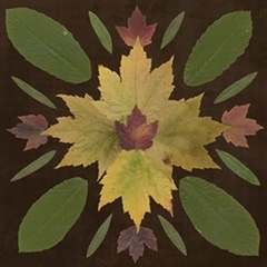 Kaleidoscope Leaves IV