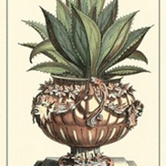 Antique Munting Aloe IV