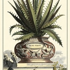 Antique Munting Aloe I