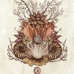Baroque Nautilus II