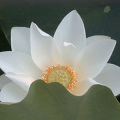 Delicate Lotus III
