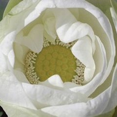 Delicate Lotus I