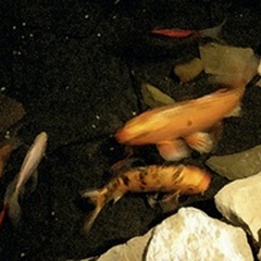 Goldfish Pond I