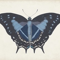 Beautiful Butterfly III