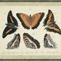 Bookplate Butterflies Trio I