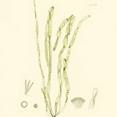 Bradbury Seaweed III
