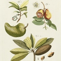 Bertuch Breadfruit