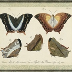 Bookplate Butterflies Trio III