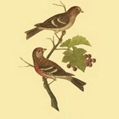 Antique Bird Pair II
