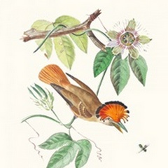 Cuvier Bird & Habitat I