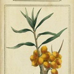 Linnaean Botany III