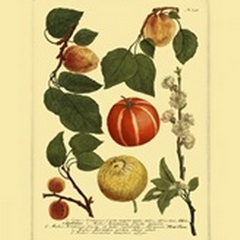Weinmann Fruits IV