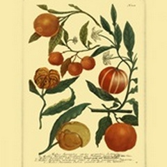 Weinmann Fruits III
