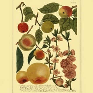 Weinmann Fruits II