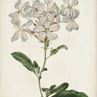 Antique Botanical Collection VIII