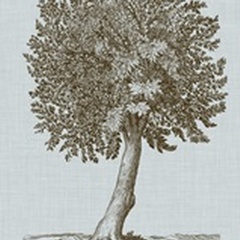 Antique Tree in Sepia I