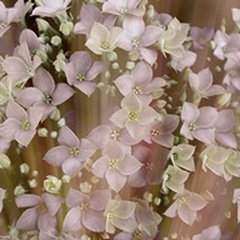Soft Floral II
