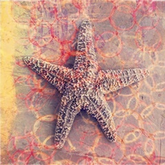 Seashell-Starfish