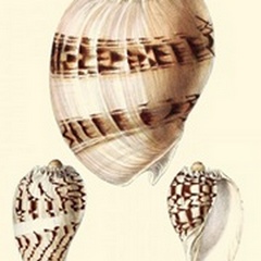 Splendid Shells V