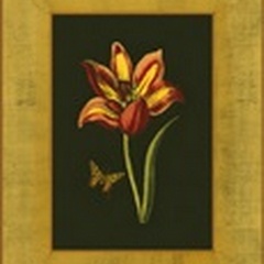 Tulip in Frame I
