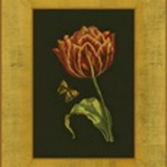 Tulip in Frame III