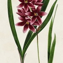 Antique Floral Folio V