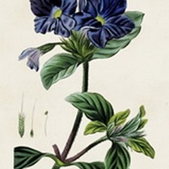 Antique Floral Folio IV