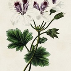 Antique Floral Folio IX