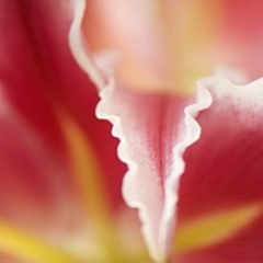 Macro Tulip II