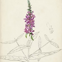 Watercolor Botanical Sketches V