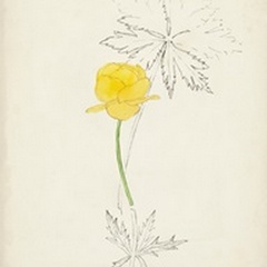 Watercolor Botanical Sketches VII