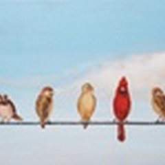Sweet Birds on a Wire I