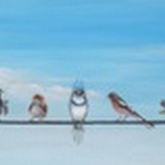 Sweet Birds on a Wire II