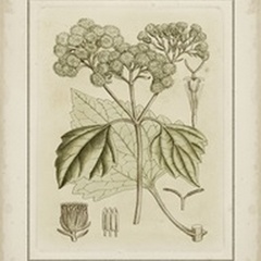 Tinted Botanical IV