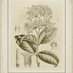 Tinted Botanical III