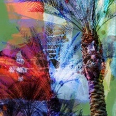 Desert Palm Abstract