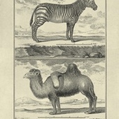 Zebra and Camel