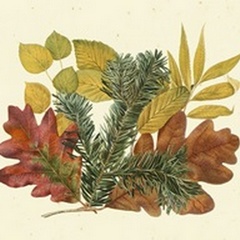 White Oak, Balsam Fir and Yellow Birch