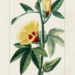Turpin Tropical Botanicals VI