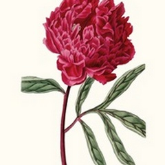 Roseate Blooms IV