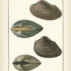 Arche Shells, Pl.306