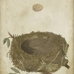 Bird's Nest Study II