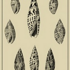 Shells on Khaki IV