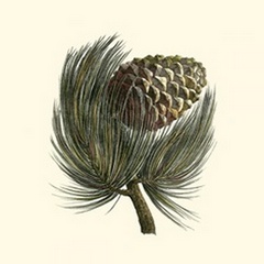 Pignon Pine