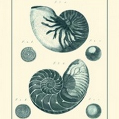 Shells in Aqua I