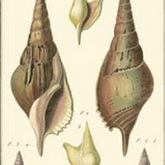 Rostellaire Shells, Pl. 411