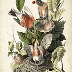 Audubon's American Robin