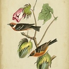 Audubon Bay Breasted Warbler